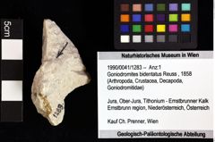 Foto (Objket + Etiketten) von Goniodromites bidentatus (Reuss, 1858) 